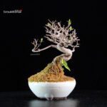 Callicarpa Japonica - immagine 5