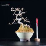 Crataegus Cuneata - Biancospino