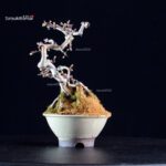 Crataegus Cuneata - Biancospino - immagine 2