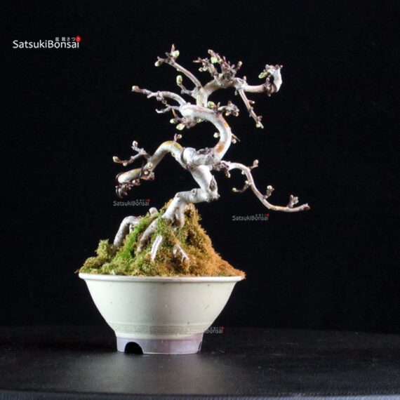 Crataegus Cuneata - Biancospino - immagine 3