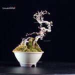 Crataegus Cuneata - Biancospino - immagine 4