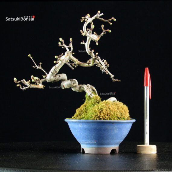 Crataegus Cuneata - Biancospino - immagine 2