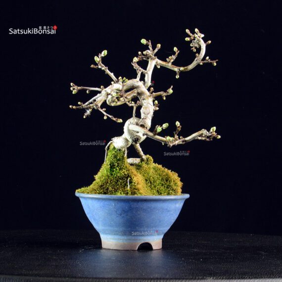 Crataegus Cuneata - Biancospino - immagine 2