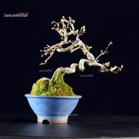 Crataegus Cuneata - Biancospino - immagine 3