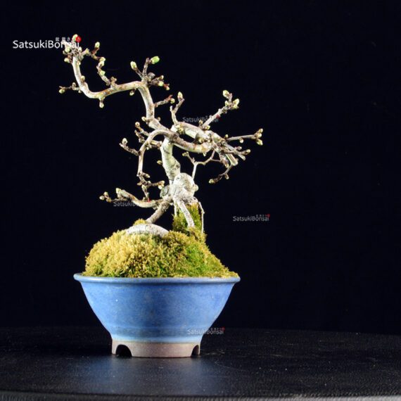 Crataegus Cuneata - Biancospino - immagine 4