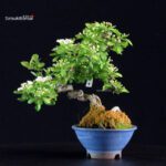 Crataegus Cuneata - Biancospino