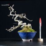 Crataegus Cuneata - Biancospino