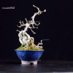 Crataegus Cuneata - Biancospino - immagine 2