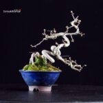 Crataegus Cuneata - Biancospino - immagine 3