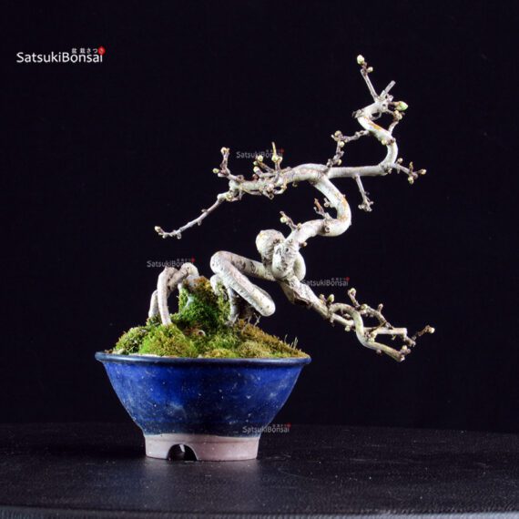 Crataegus Cuneata - Biancospino - immagine 3