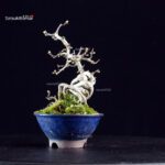 Crataegus Cuneata - Biancospino - immagine 4