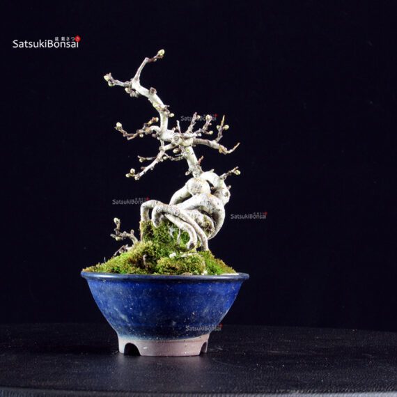 Crataegus Cuneata - Biancospino - immagine 4