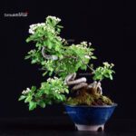 Crataegus Cuneata - Biancospino