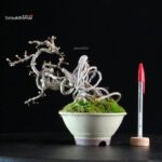 Crataegus Cuneata - Biancospino