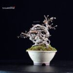 Crataegus Cuneata - Biancospino - immagine 2