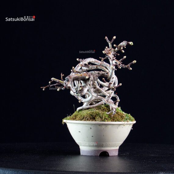 Crataegus Cuneata - Biancospino - immagine 2