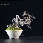 Crataegus Cuneata - Biancospino - immagine 3