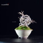 Crataegus Cuneata - Biancospino - immagine 4