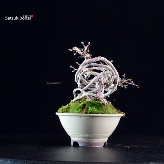 Crataegus Cuneata - Biancospino - immagine 4