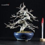 Crataegus Cuneata - Biancospino