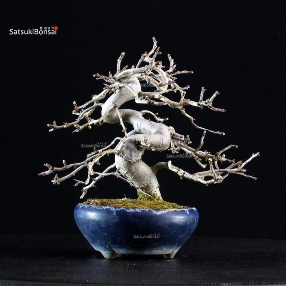 Crataegus Cuneata - Biancospino - immagine 3