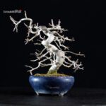 Crataegus Cuneata - Biancospino - immagine 4