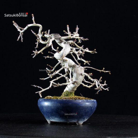 Crataegus Cuneata - Biancospino - immagine 4