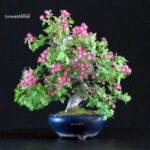 Crataegus Cuneata - Biancospino Rosa