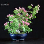 Crataegus Cuneata - Biancospino Rosa - immagine 4