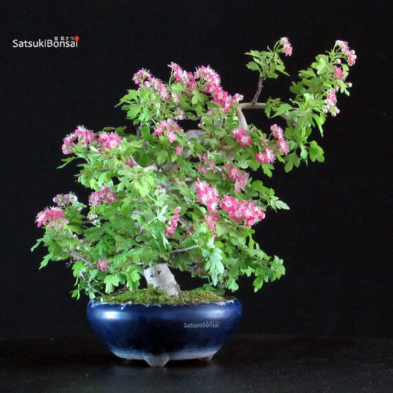Crataegus Cuneata - Biancospino Rosa - immagine 4