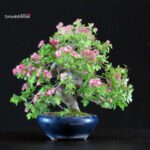 Crataegus Cuneata - Biancospino Rosa - immagine 3