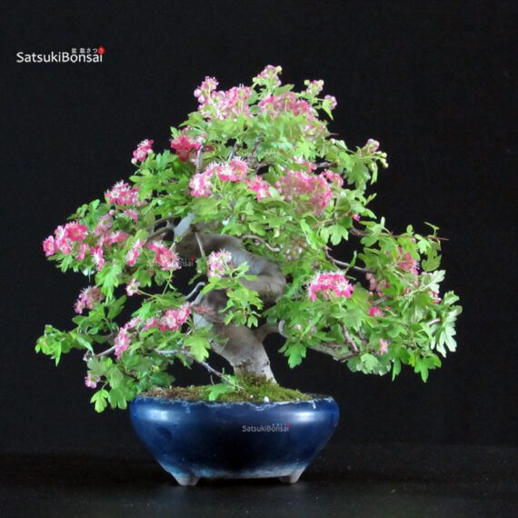 Crataegus Cuneata - Biancospino Rosa - immagine 3