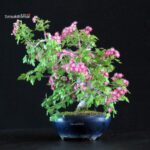 Crataegus Cuneata - Biancospino Rosa - immagine 2