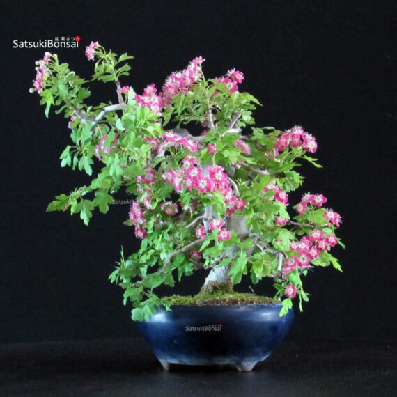 Crataegus Cuneata - Biancospino Rosa - immagine 2
