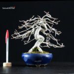 Crataegus Cuneata - Biancospino