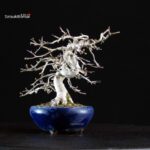 Crataegus Cuneata - Biancospino - immagine 2