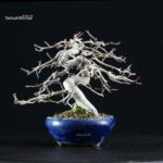 Crataegus Cuneata - Biancospino - immagine 3