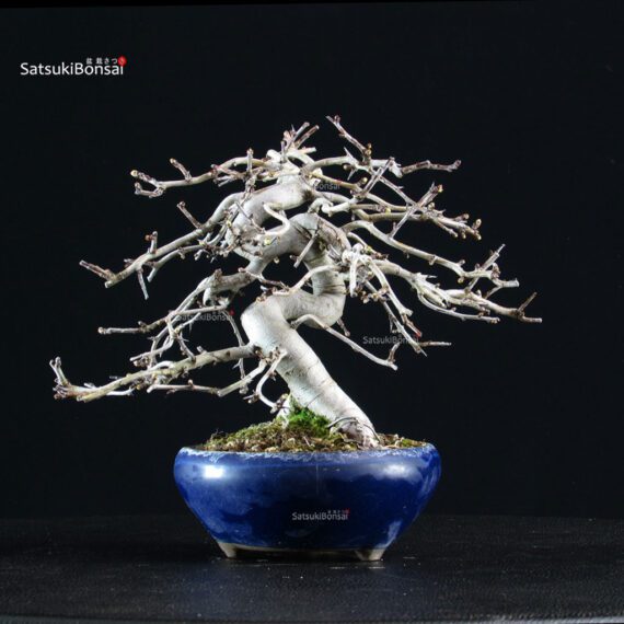 Crataegus Cuneata - Biancospino - immagine 3