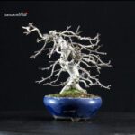 Crataegus Cuneata - Biancospino - immagine 4