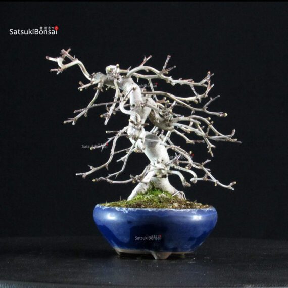 Crataegus Cuneata - Biancospino - immagine 4