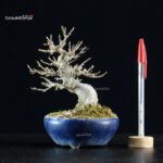 Acer Buergerianum - Kaede