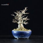 Acer Buergerianum - Kaede - immagine 2