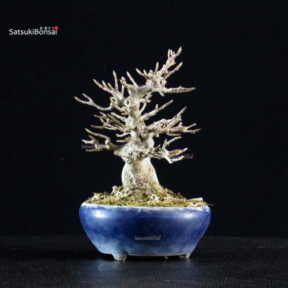 Acer Buergerianum - Kaede - immagine 2