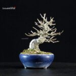 Acer Buergerianum - Kaede - immagine 3