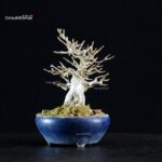Acer Buergerianum - Kaede - immagine 4