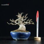 Acer Buergerianum - Kaede