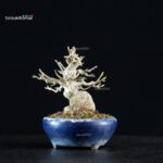 Acer Buergerianum - Kaede - immagine 2