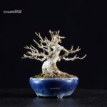 Acer Buergerianum - Kaede - immagine 3