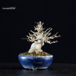 Acer Buergerianum - Kaede - immagine 4