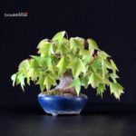 Acer Buergerianum - Kaede